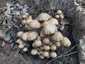 Fehér porhanyósgomba (Psathyrella candolleana), Budai-hegység